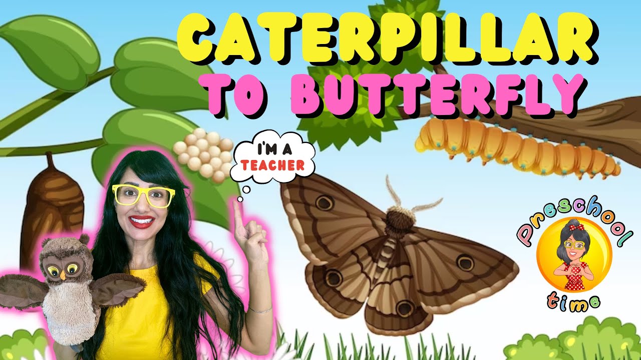 Life Cycle of a Butterfly l Preschoolers l Educational l Miss Sunshine l REAL Teacher