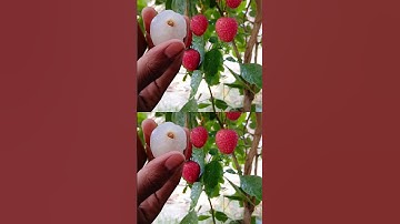 Indian fruit lichi #sweet #testing #review