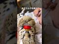 一週間家を空けた飼い主に会った大きな猫