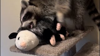 Video footage of the Possum at Stormy’s house  #viral #humor #funny #possum #love #trending #plush