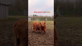 Can you name this animal? #viral #animals #viralvideo #viralshorts #fyp #foryou