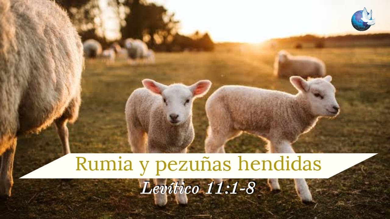 Rumia y pezuñas hendidas 2/4/2023 - YouTube