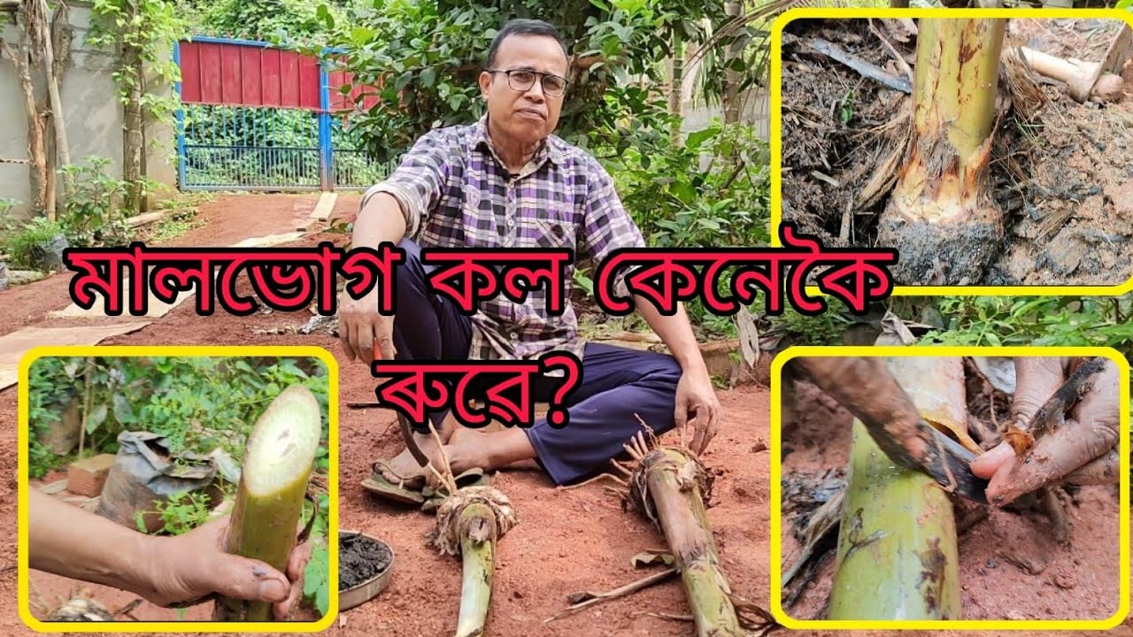 মালভোগ কল‌‌ কেনেকৈ ৰুৱে ( বিজ্ঞান সন্মত পদ্ধতি) | Scientific Method to Plant মালভোগ কল‌‌ |