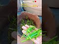 it gives me great pleasure, harvesting#shortsfeed#shorts#youtubeshort #naturesbeauty#viral#trending