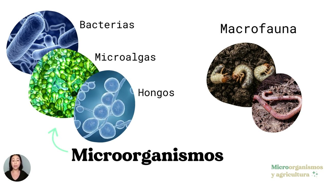 Importancia de los microorganismos para la agricultura
