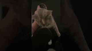 Cat wants some attention! by Niuniu's Life 220 views 1 year ago 2 minutes, 15 seconds