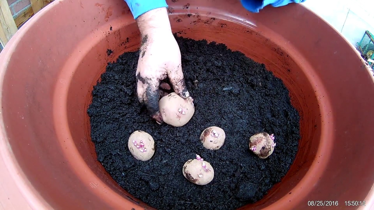 Planting Red Chieftain Potatoes in Containers (Spring 2017)