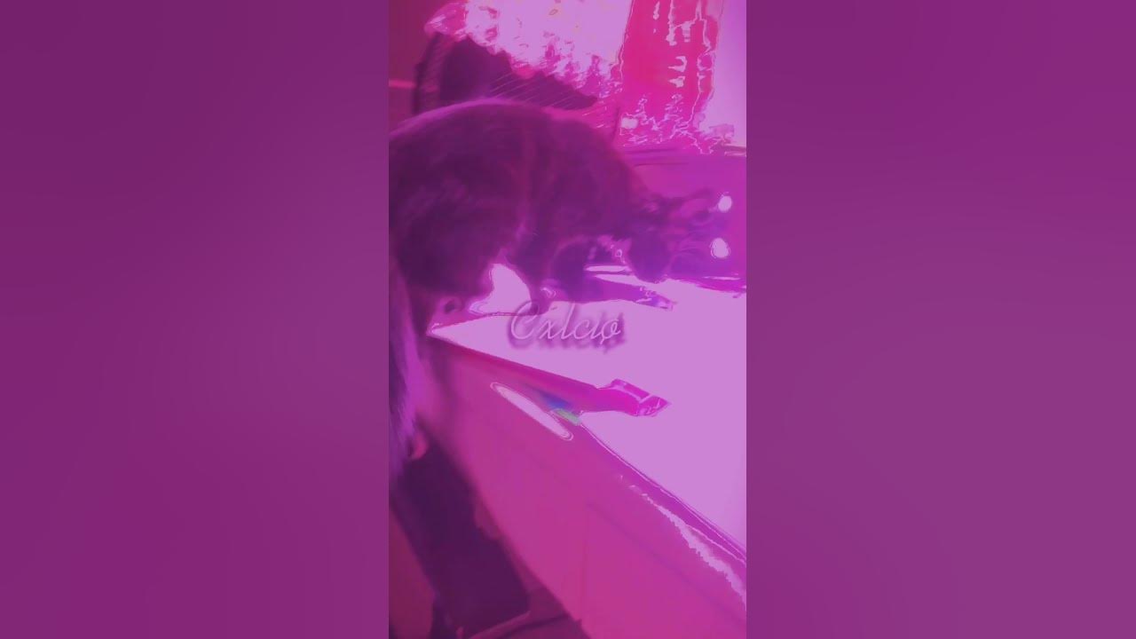my-cat-got-the-w-rizz-youtube