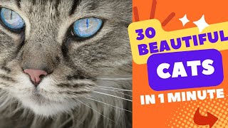 30 BEAUTIFUL CATS 🐈 😻 IN 1 MINUTE