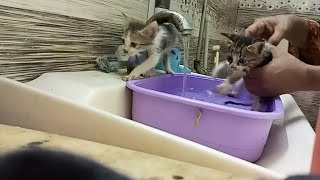 First Time Bathing a Rescued Stray Kittens saved baby cats