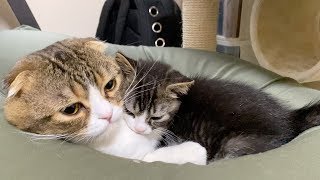朝から子猫を溺愛するパパ猫