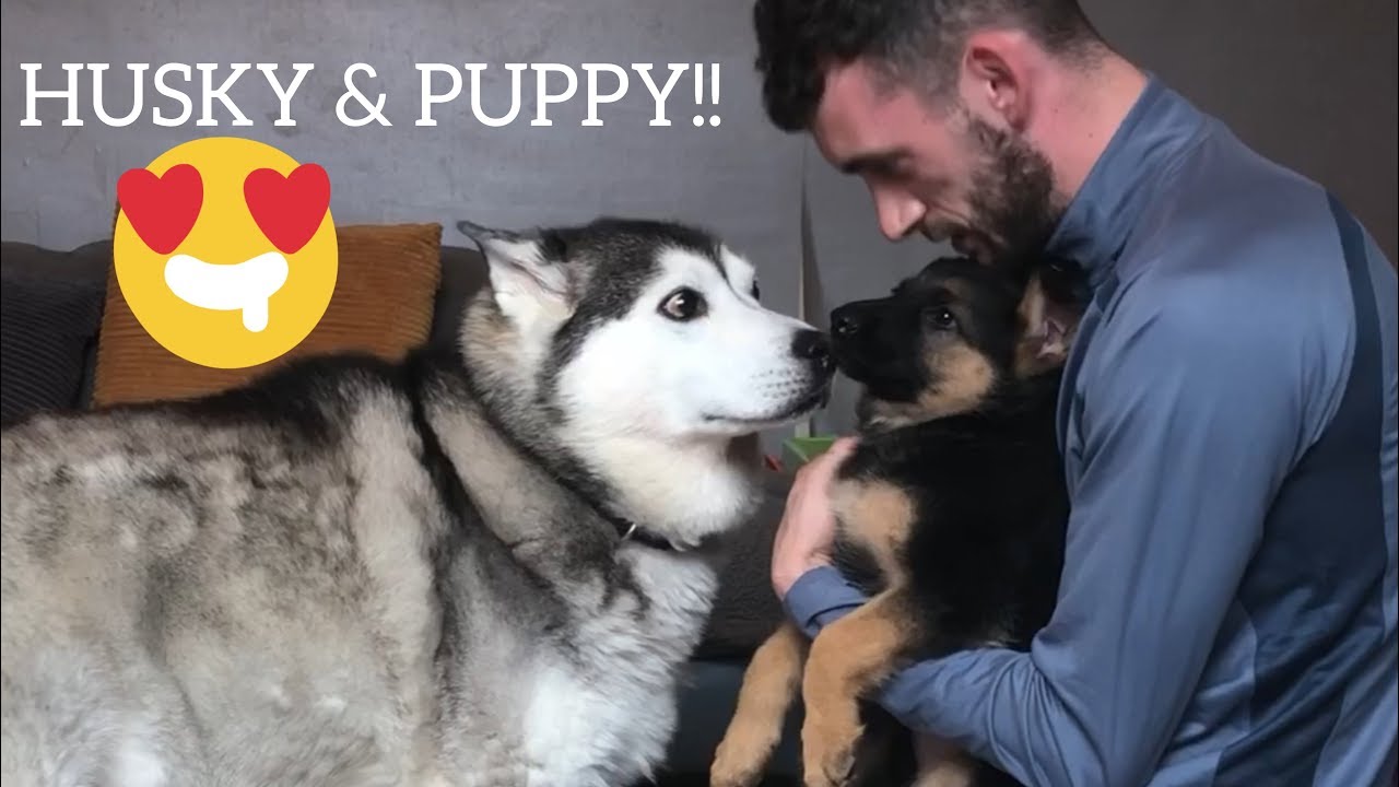 Husky Meets New Puppy!! [THE CUTEST VIDEO EVER!]