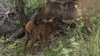 A mama elk with her newborn calf.
We found these two just as the calf, a male, stood up for the first time. After we watched what a good mom she was we knew he would be fine. In Yellowstone National Park along the Gardner River.
#yellowstonenationalpark #yellowstonepark #babyanimals
To see more of the almost 200 wildlife videos on my channel please visit: https://www.youtube.com/c/JudyLehmbergEpicNature
To license footage please contact me at: judy@judylehmberg.com. A mama elk with her newborn calf.
