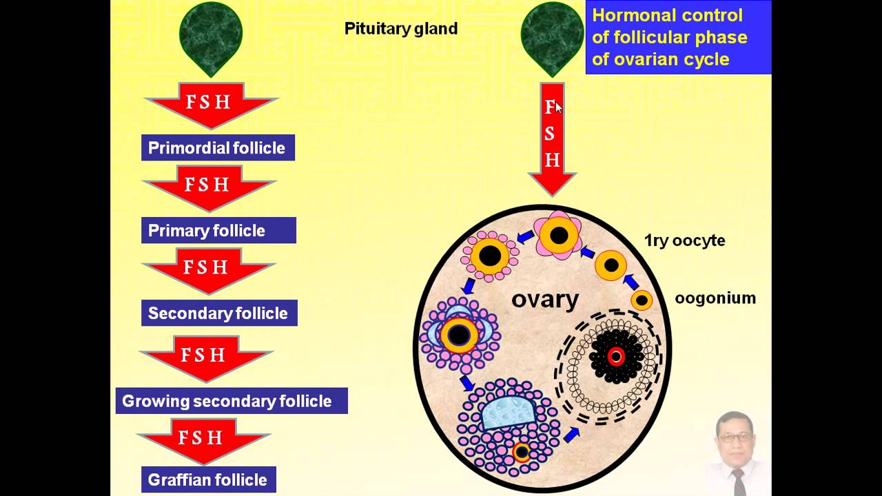 Endocrine Control Of The Ovarian Cycle