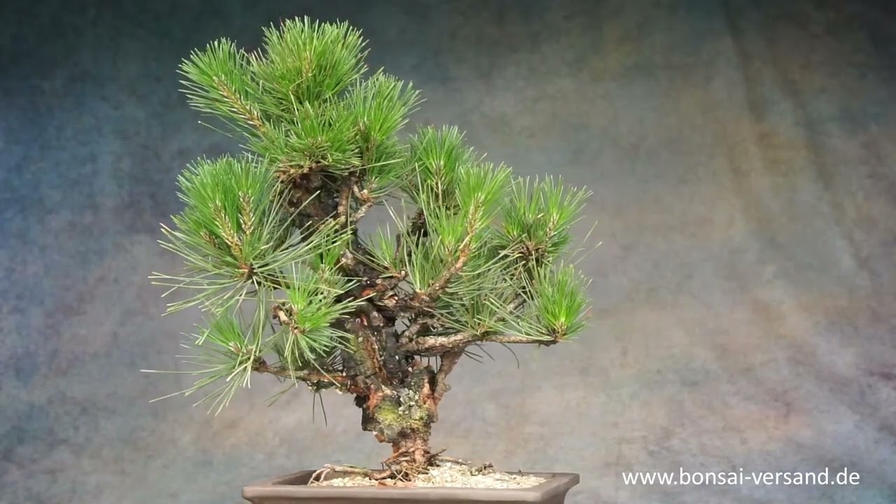 Bonsai, japanische Schwarzkiefer - YouTube