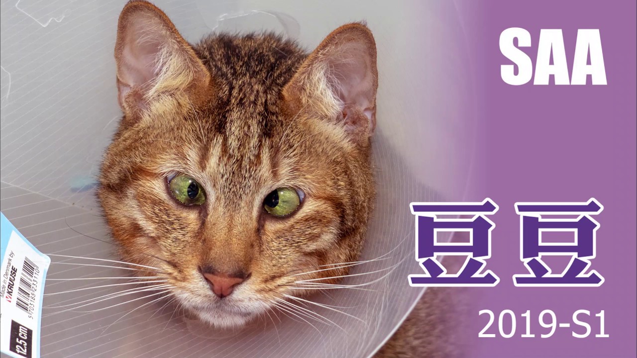 豆豆2019 S1 Youtube