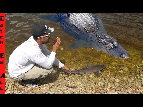 Wideo: Połowy Rekinów Zakazane Na Bahamach - Matador Network