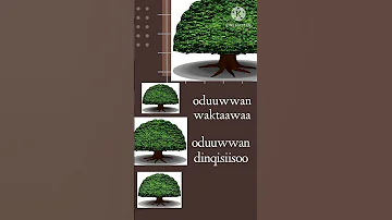 Oduu Afaan Oromoo Afan Oromo News 