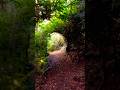 Walking thousand trails in Oregon.