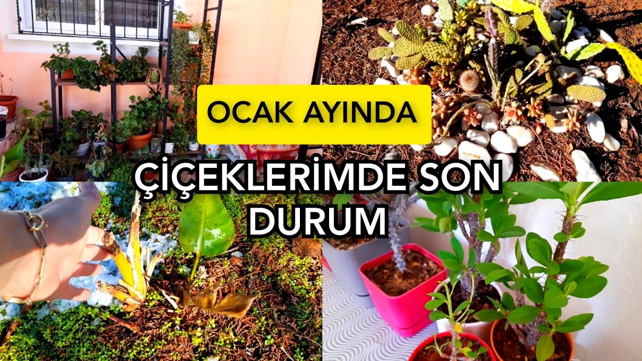 ‼️💯OCAK AYI ÇİÇEKLERİMDE SON DURUM-İÇERDE DURUM VAHİM😔#çiçeklerim#flowers #gülünbahçesi