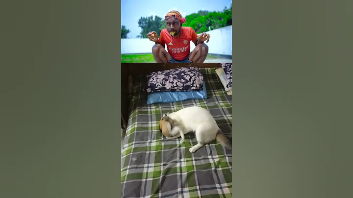 Video 6074321: laugh pets funny cat, cat cute funny pet, laugh cute cat cutie, cat funny boy, cat playing