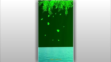 tree leaf background avee player template|black screen template|green screen template|shorts video|