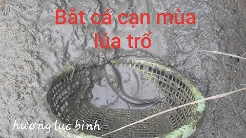 Bắt cá cạn, cá rô đồng, cá lóc bên mương dẫn nước vào ruộng thì được bao nhiêu???(fishing)