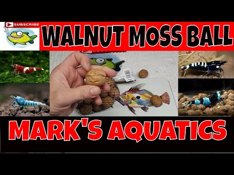 HOW TO MAKE MOSS BALLS WITH A WALNUT 🍑