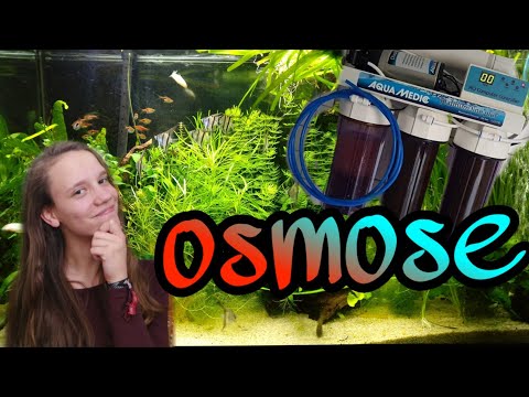 Video: Watter oplossing veroorsaak osmose in 'n sel?