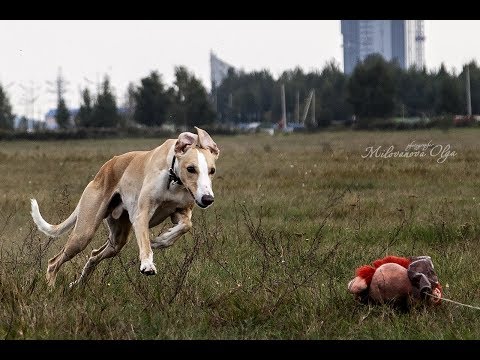 Курсинг для собак. Курсинговая машинка. Lure coursing 2