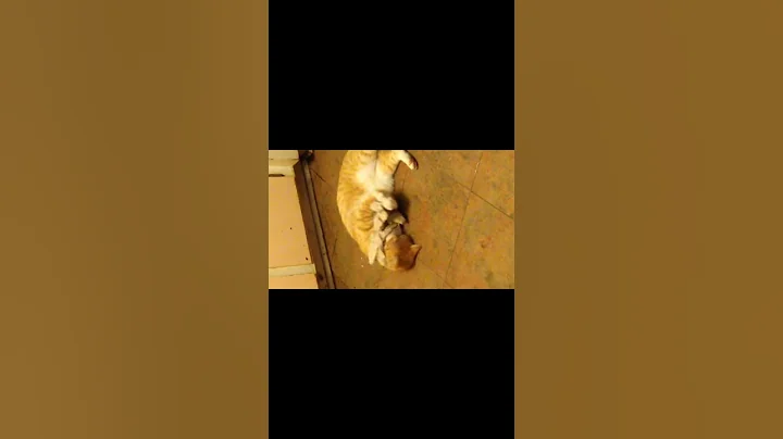 Cute, funny cat washes his face with washcloth