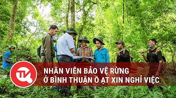 Nhân viên bảo vệ rừng ở Bình Thuận ồ ạt xin nghỉ việc | Truyền hình Quốc hội Việt Nam