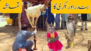 Bandar aur Bakri ka Tamasha | Monkey and Goat Fun | Funny Video | Nauroz Ali Official
