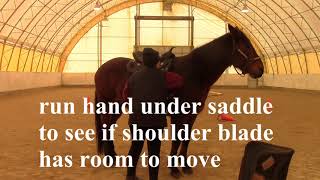 Western saddle fitting basics every horse owner needs #westernsaddle  #horse #westernriding