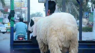 Copyright-Free Stock Footage Delivering Sheep In Lorry