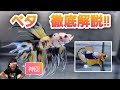 ベタ 徹底解説‼ 濾過機ありなしで全く違う飼育方法