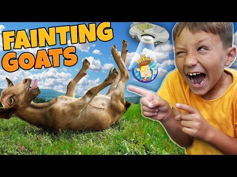 fainting-goats!-it's-funny-but-sad-🐐-(fv-family-farm-vlog)