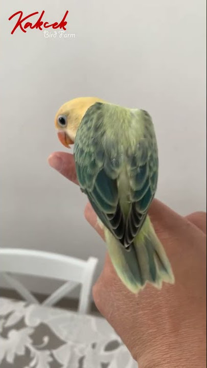 Biola PB Euwing Blue || Jinak Total || Ternak Lovebird || Lovebird Skill || Kakcek Bird Farm