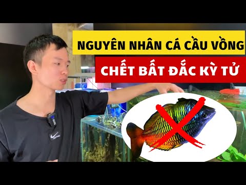 Video: 3 cách làm đuôi cá cầu vồng