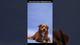 Nova Scotia Duck Tolling Retriever.         dog. animal