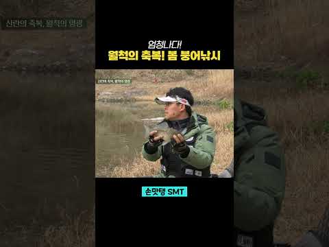 봄붕어 입질 폭격! 엄청나다! #shorts #손맛탱