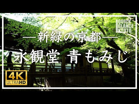 【新緑の京都】 3000本の楓の若葉が作る緑の世界。午後の柔らかい日差しに輝く新緑の眩しい永観堂をご覧ください。[No.141] #京都 #永観堂 #青もみじ