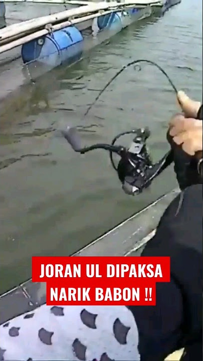 Joran UL dipaks4 naikin ikan besar ‼️
