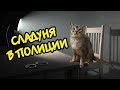 КОТА БЕЗ ЛАПКИ ХОТЯТ ПОХИТИТЬ | ОБРАТИЛСЯ В ПОЛИЦИЮ