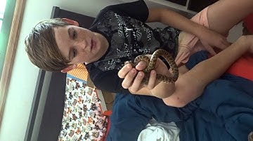 Stimson Python Care Video