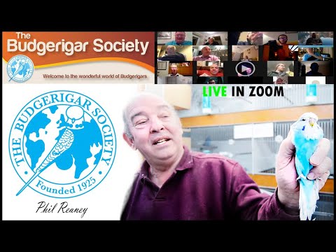 😱52 years on BUDGERIGAR HOBBY🐦| conference with the TOP BREEDER Phil Reaney 🇬🇧 Budgie Planet..