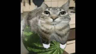 funny watermelon cat theme