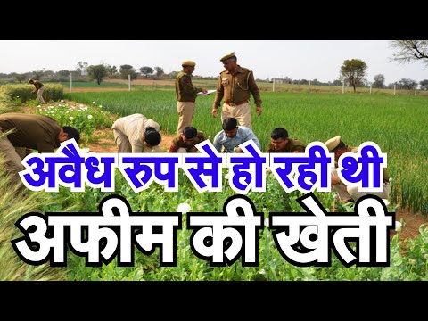 वीडियो: क्या बंधी हुई डंडियां अवैध हैं?