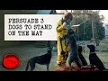 Persuade Three Dogs to Stand on the Mat | Full Task | Taskmaster