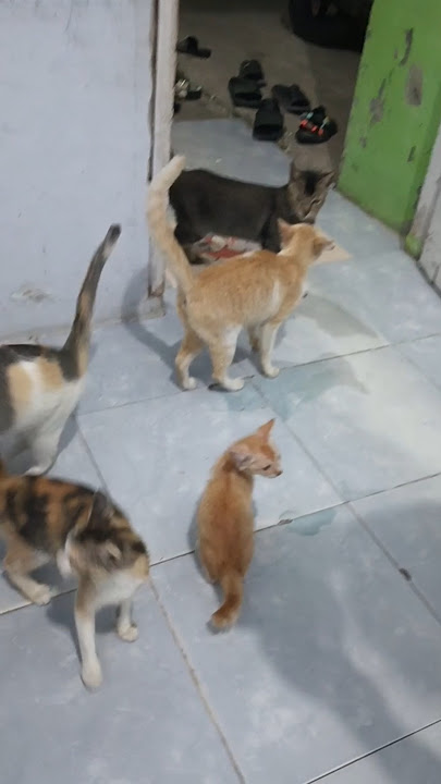 cute cat,kucing liar makan malam bersama#cat #comell #cute #cutecat#kitten #lovercat